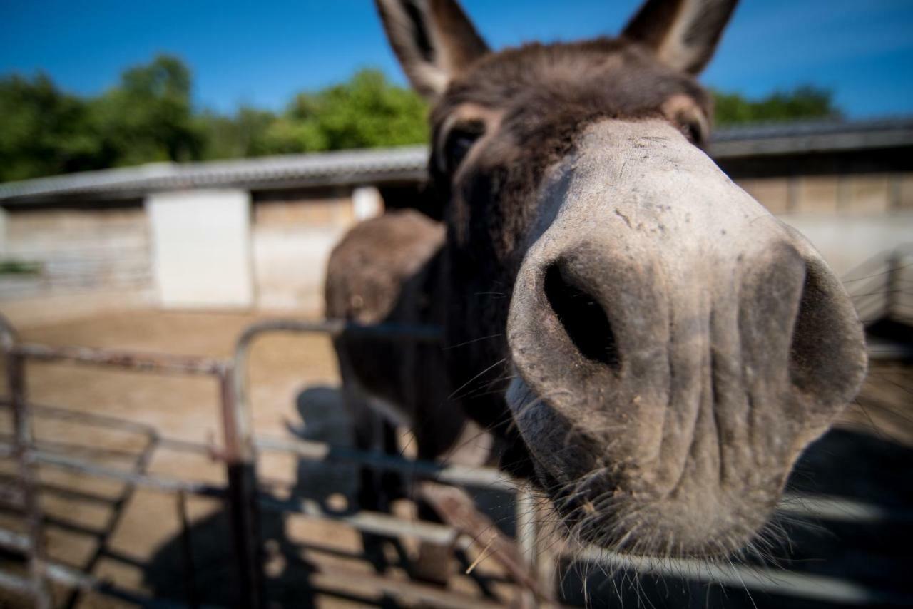 Agriturismo Ostrouska Sgonico エクステリア 写真